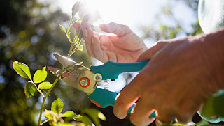 Shrub pruning Tree/Shrub pruning services/gardencare2000